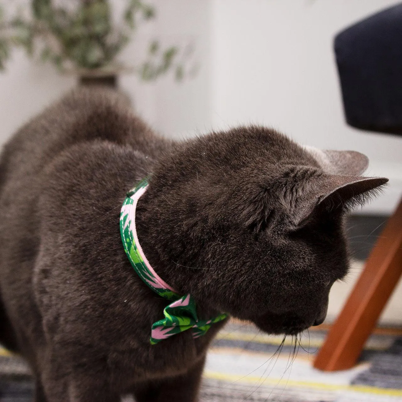 Combs Stretch Cat Collar