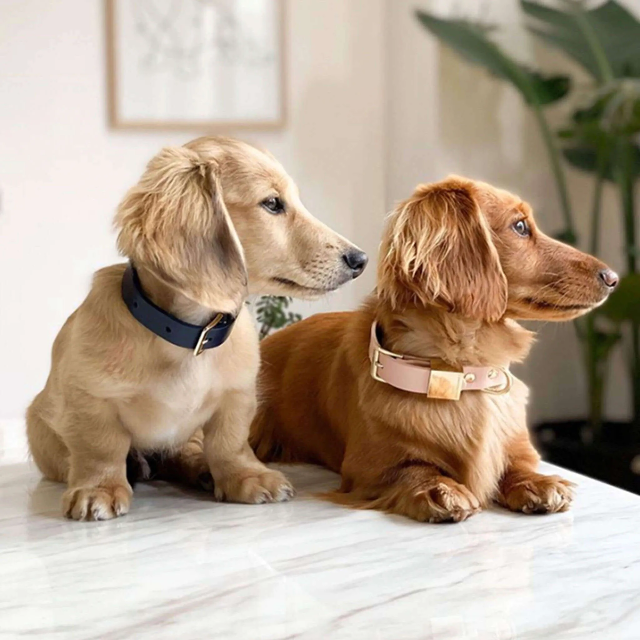 Italian Leather Dog Collar Seconds – Blush