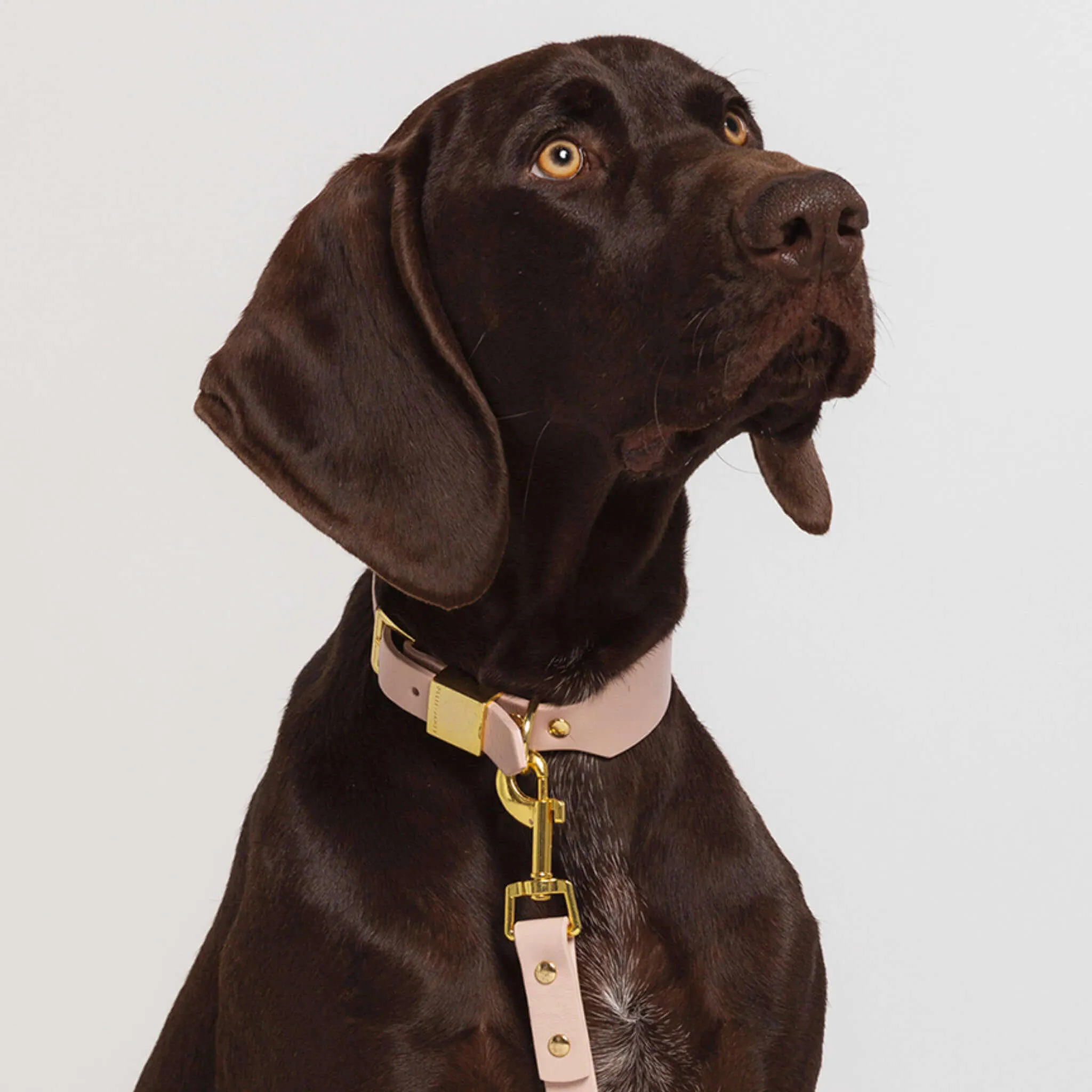 Italian Leather Dog Collar Seconds – Blush