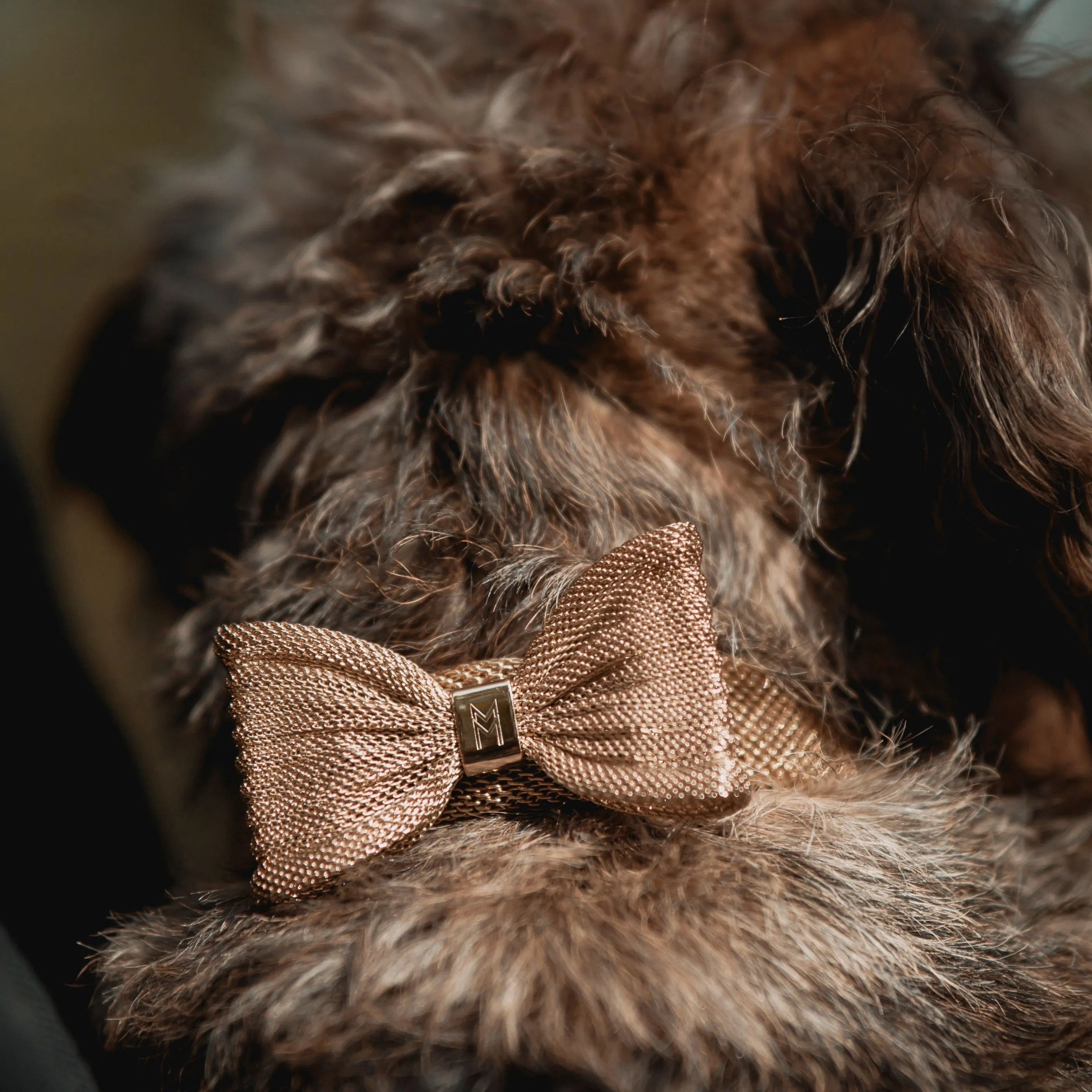 Meomari Bandettini Gold Tone Dog Collar