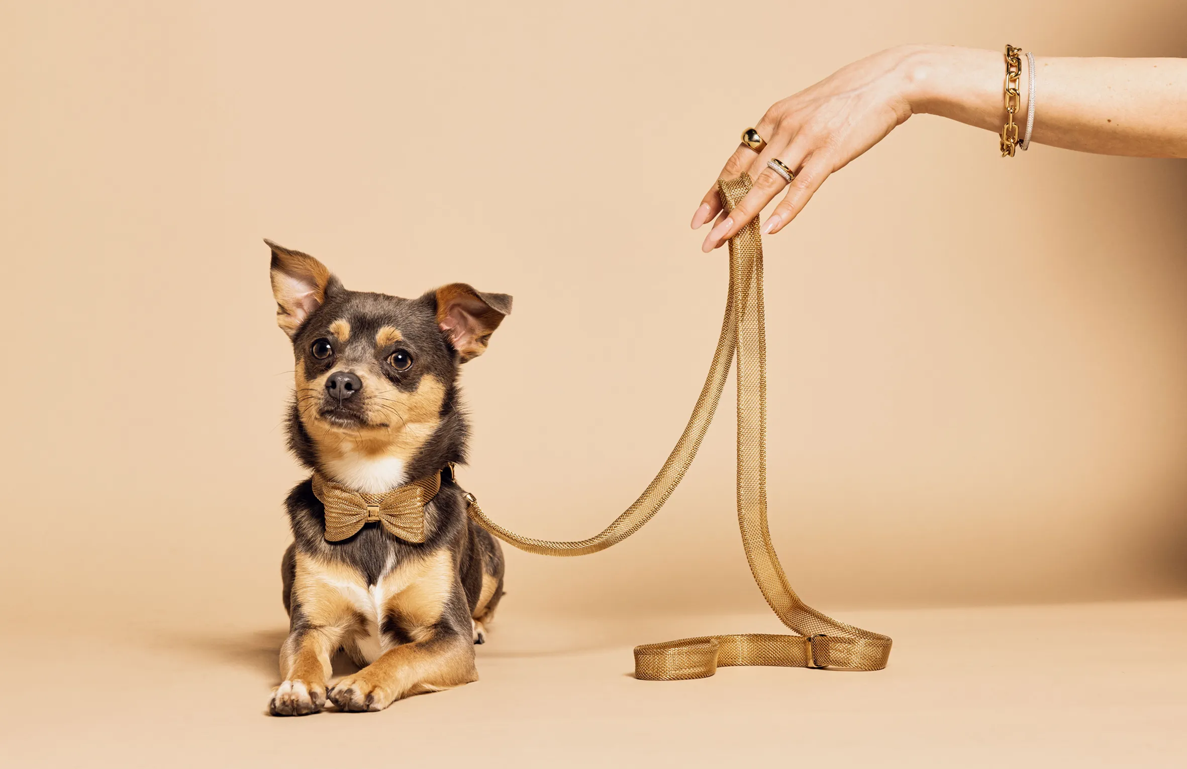 Meomari Bandettini Gold Tone Dog Collar