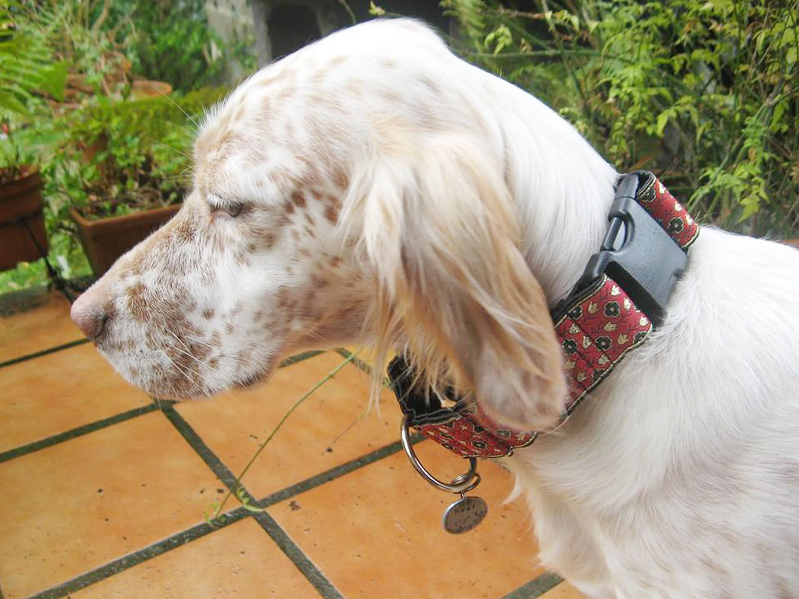 Stratford Jacquard in Red - Martingale Dog Collar or Buckle Dog Collar - 1.5" Width