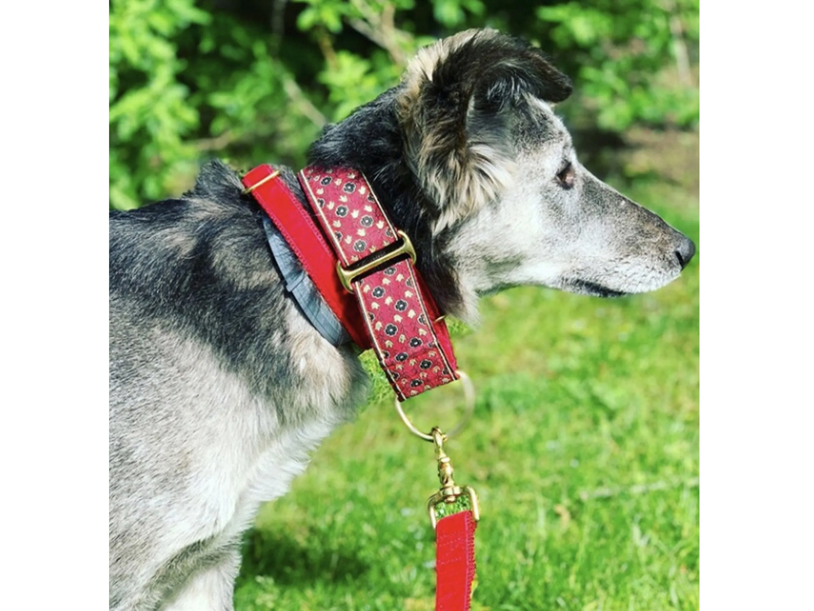 Stratford Jacquard in Red - Martingale Dog Collar or Buckle Dog Collar - 1.5" Width